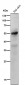Anti-Caspase-8 CASP8 Rabbit Monoclonal Antibody